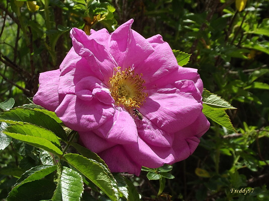 Ароматный шиповник - Freddy 97 Ароматный шиповник - Freddy 97