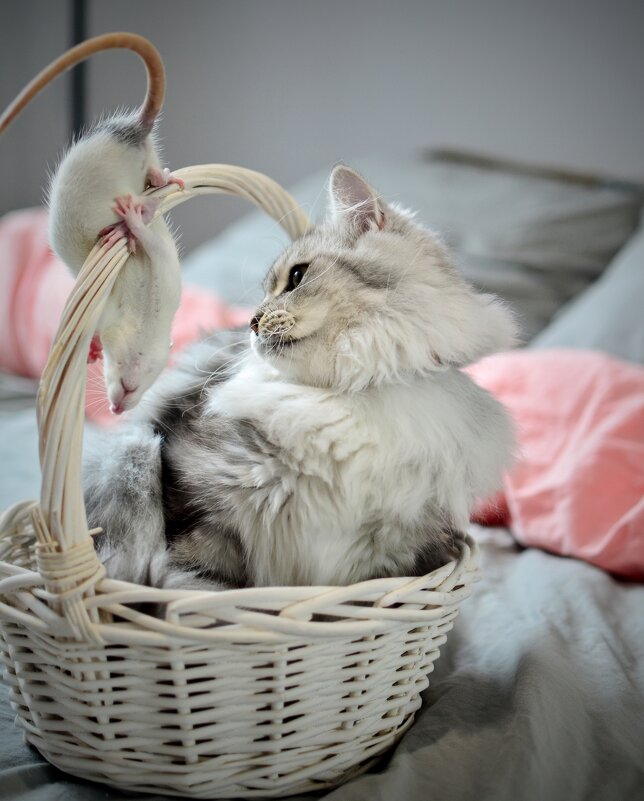 Кот и мышь - Александр Бочериков Кот и мышь - Александр Бочериков