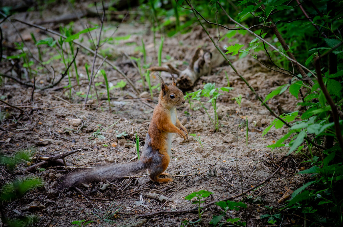 В лесу - Александр Бочериков