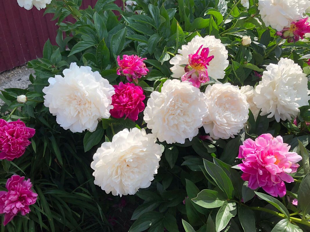 "Пион хранит любви благоухания" - Ирэн 