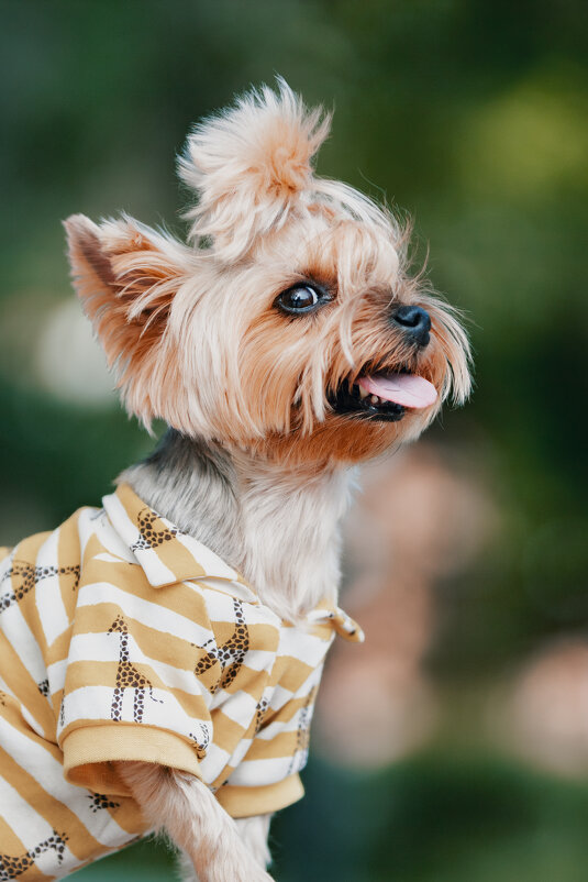 Гав - Aleksey Zaikin