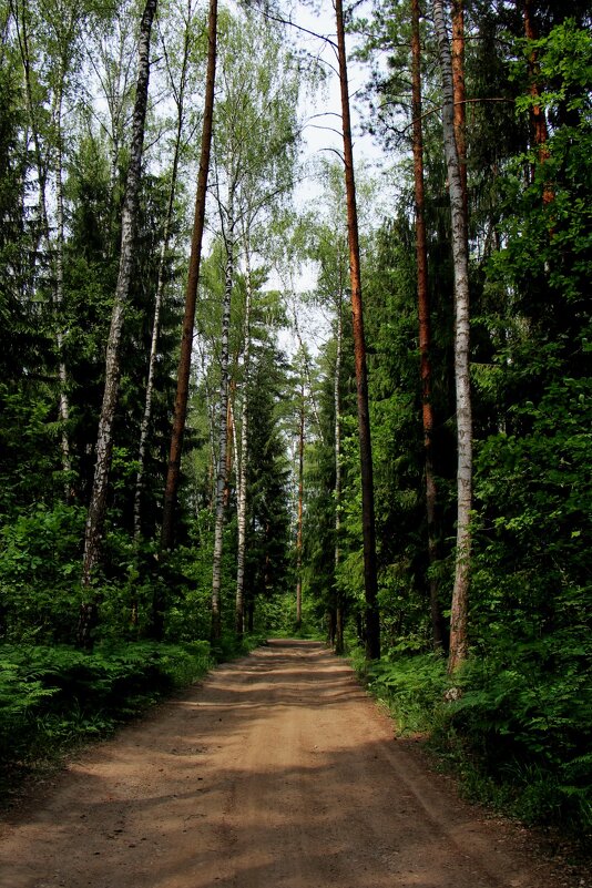 Лето оно и есть лето - Тамара Вебер