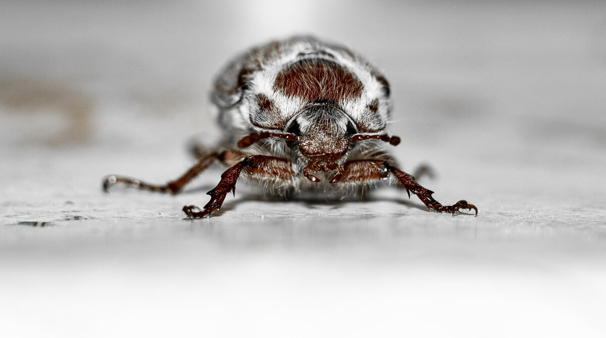 May Bug | 10 - Sergey Sonvar