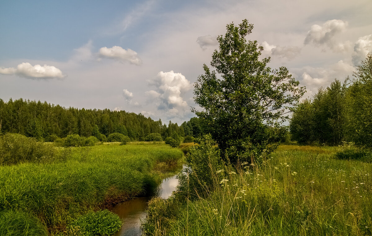 Родные берега 5 - Андрей Дворников