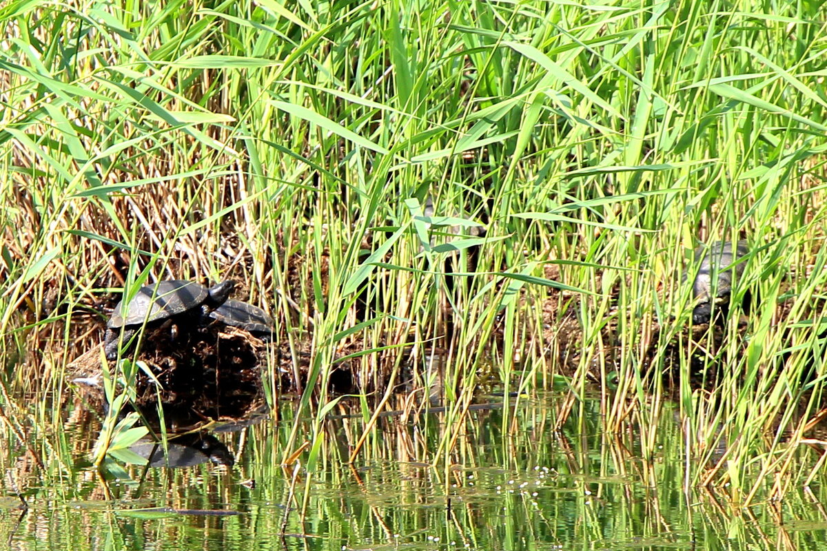 на речке - Cветлана Свистунова