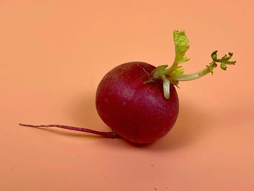 Редиска - нехороший человек. - Виктор Орехов