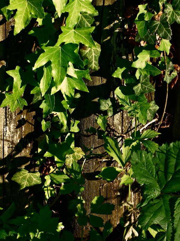 Летние этюды 27 - Алексей Кузнецов