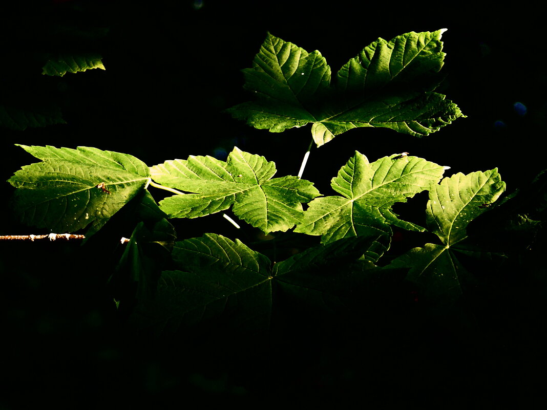 Летние этюды 30 - Алексей Кузнецов