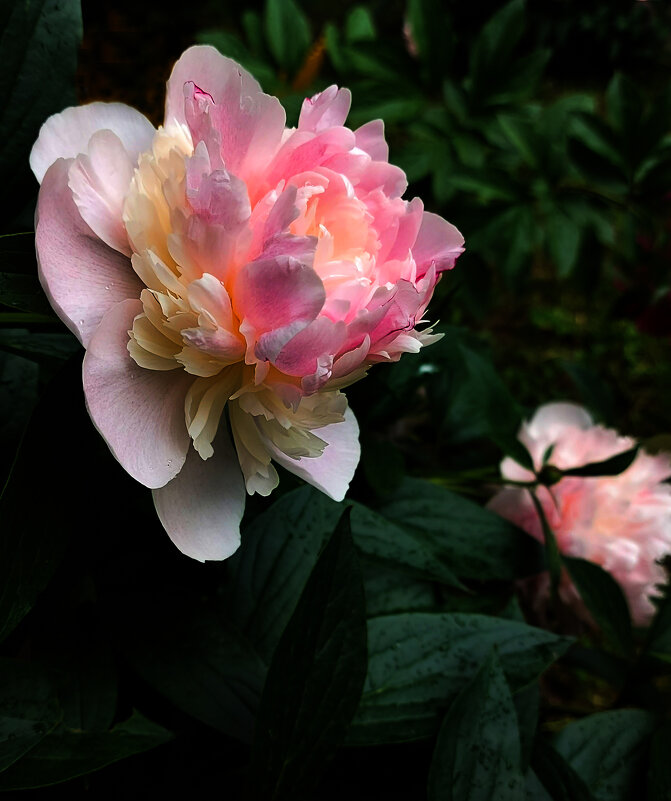 *** - Владимир Безбородов *** - Владимир Безбородов