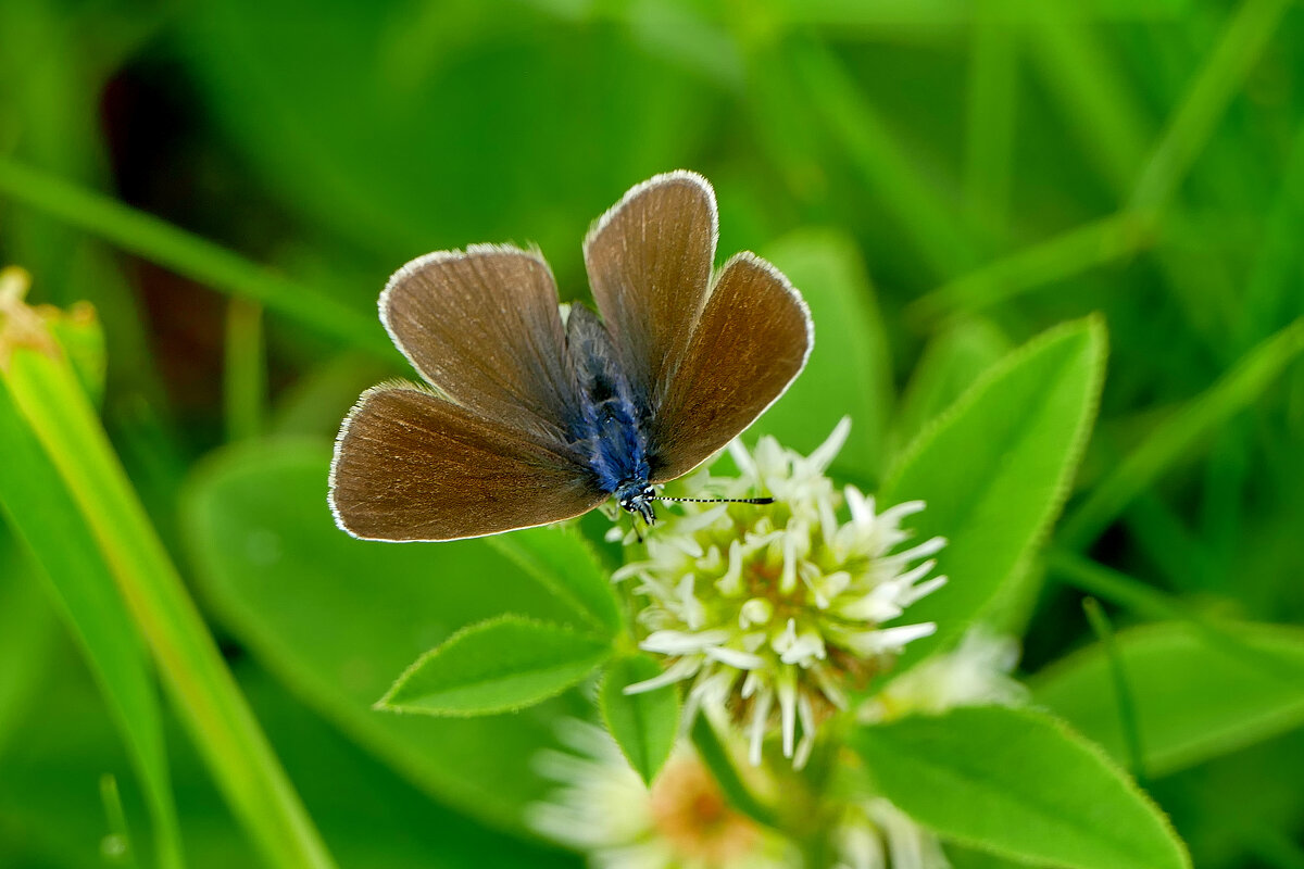 опять про бабочек 28 - Александр Прокудин