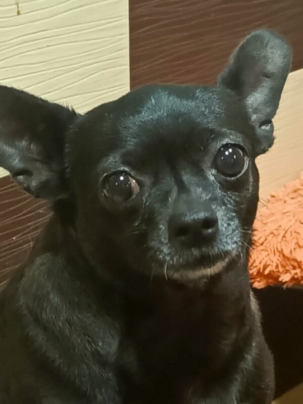 Буся - Татьяна Пальчикова Буся - Татьяна Пальчикова