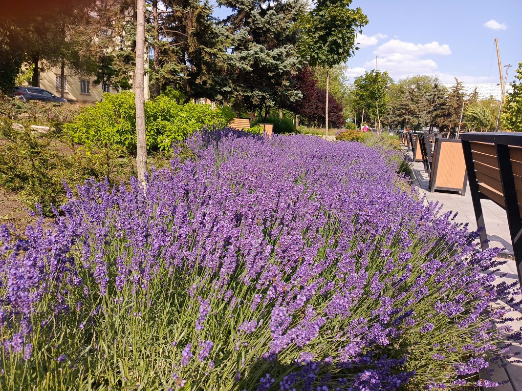 Лаванда - Татьяна Пальчикова