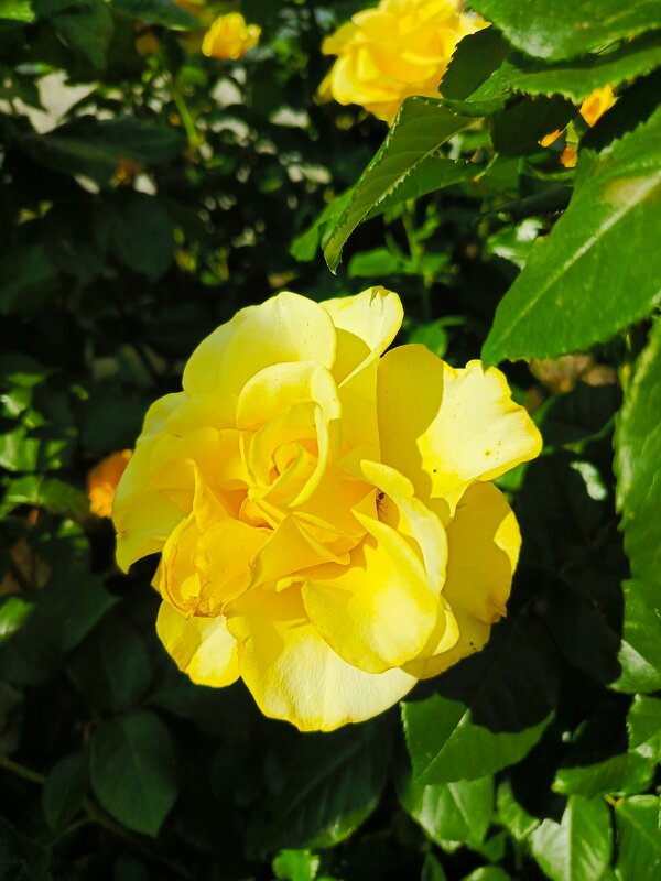 Желтая - Татьяна Пальчикова