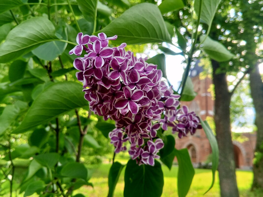 Сирень - Сапсан 