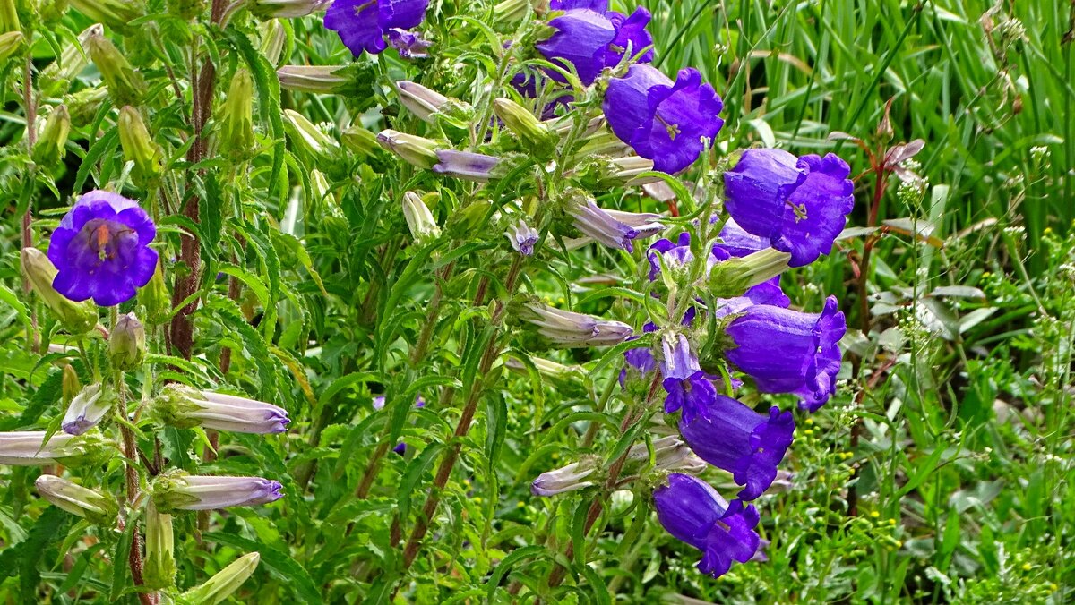 Колокольчики - Милешкин Владимир Алексеевич Колокольчики - Милешкин Владимир Алексеевич