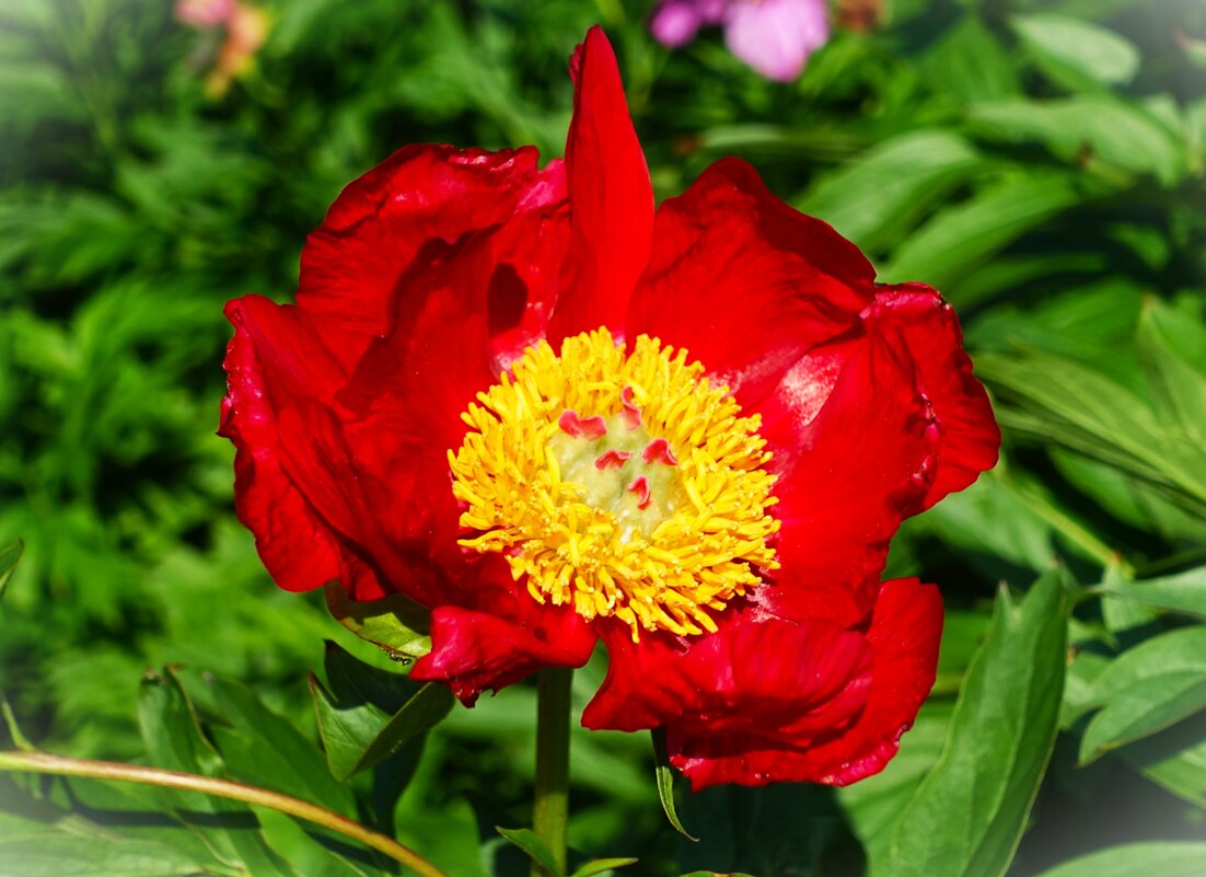 Пион лекарственный(Paeonia officinalis) - Aida10 Пион лекарственный(Paeonia officinalis) - Aida10