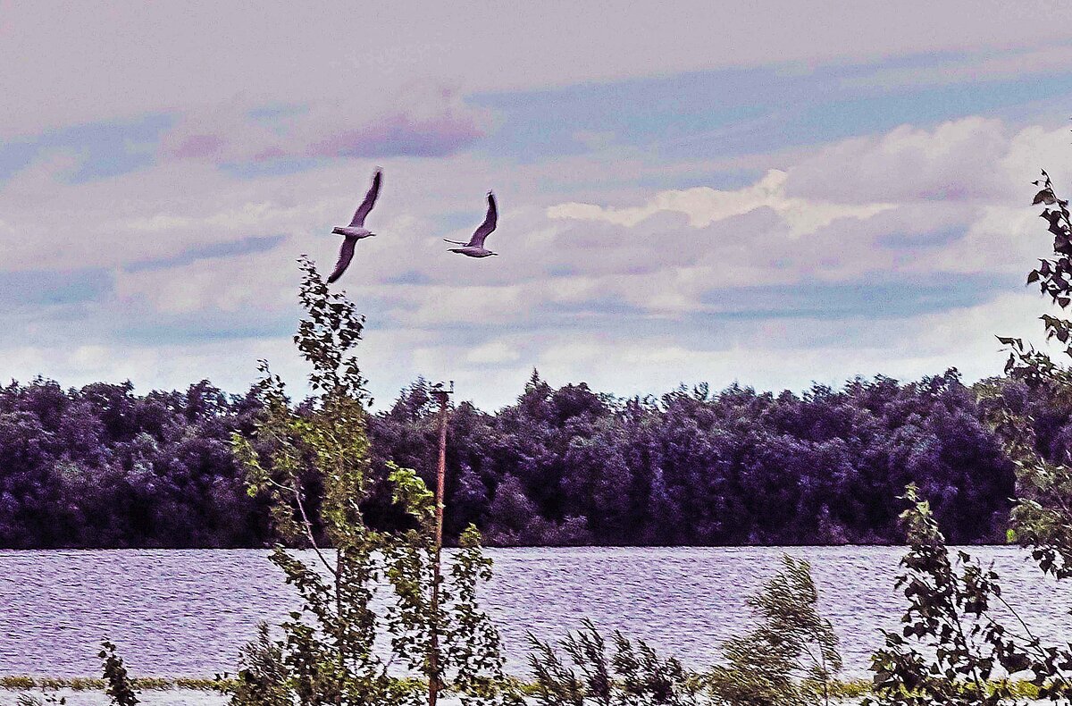 Июнь...Сизые чайки на рыбной ловле! - Владимир Июнь...Сизые чайки на рыбной ловле! - Владимир