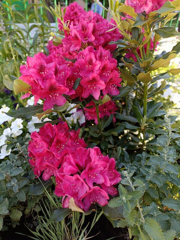 время цветов - Галина R...