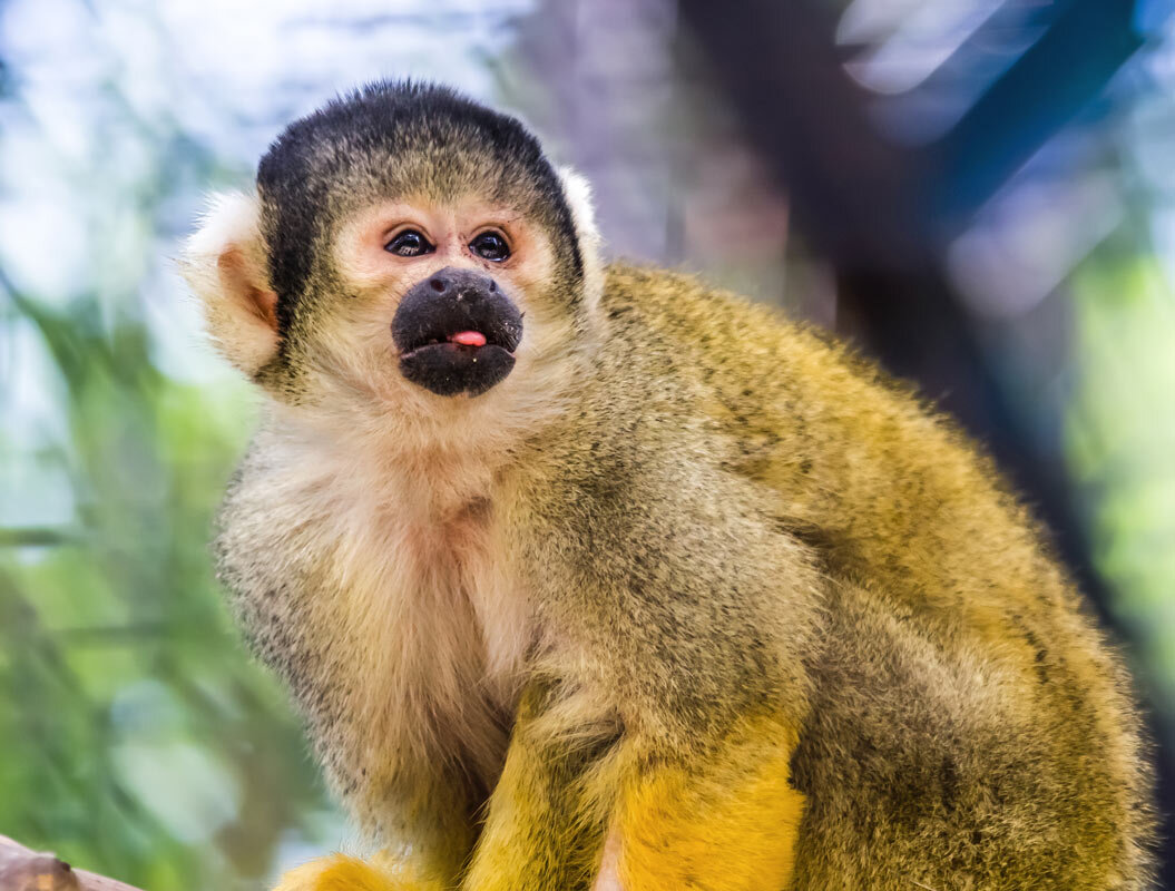 Саймири - SanSan 