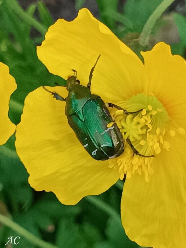 В объективе микромир (серия) - Любовь Сахарова