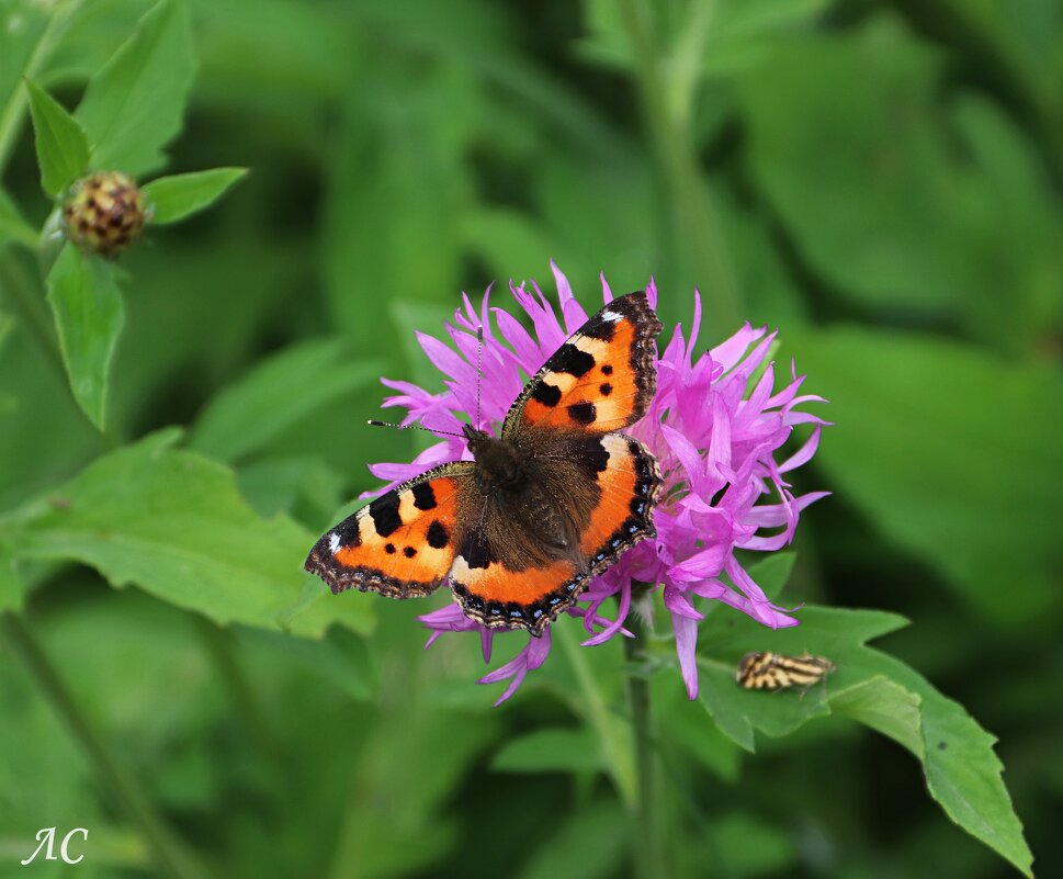 В объективе микромир (серия) - Любовь Сахарова