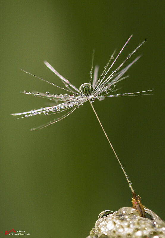 Капелька - Андрей Пристяжнюк