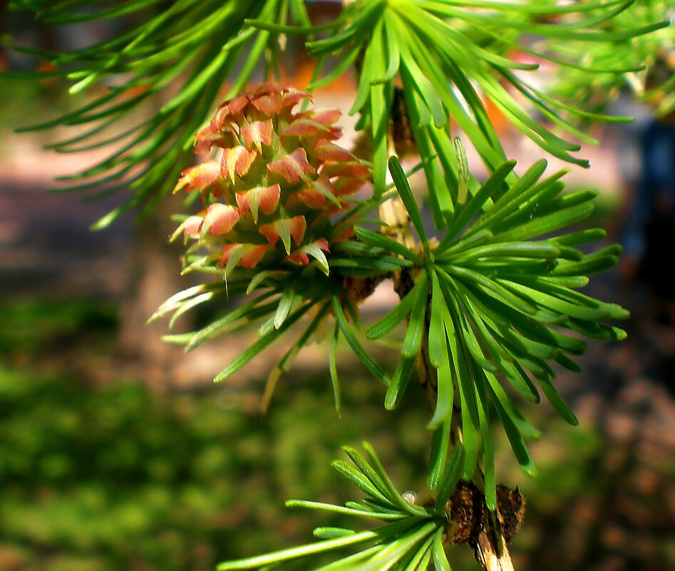 Хвоя - Роман Савоцкий