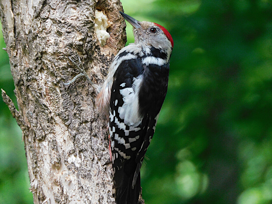 Средний пёстрый дятел - Лина Средний пёстрый дятел - Лина