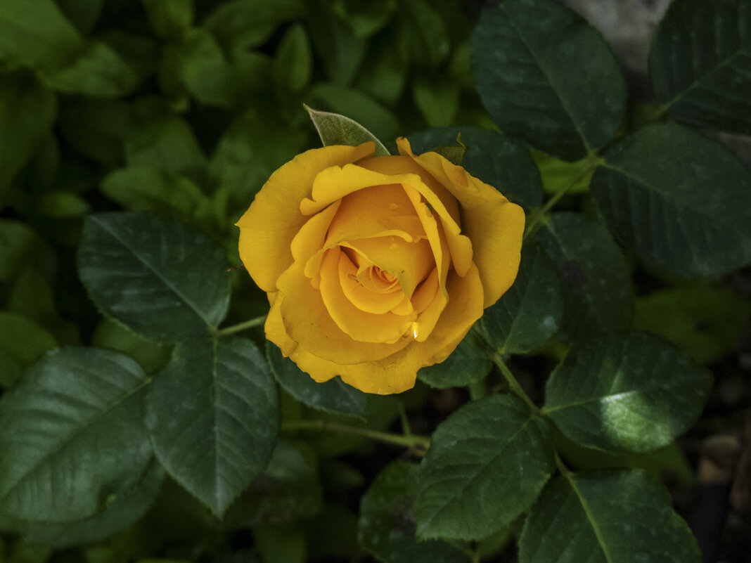 Жёлтая  роза,Керио - Валентин Семчишин