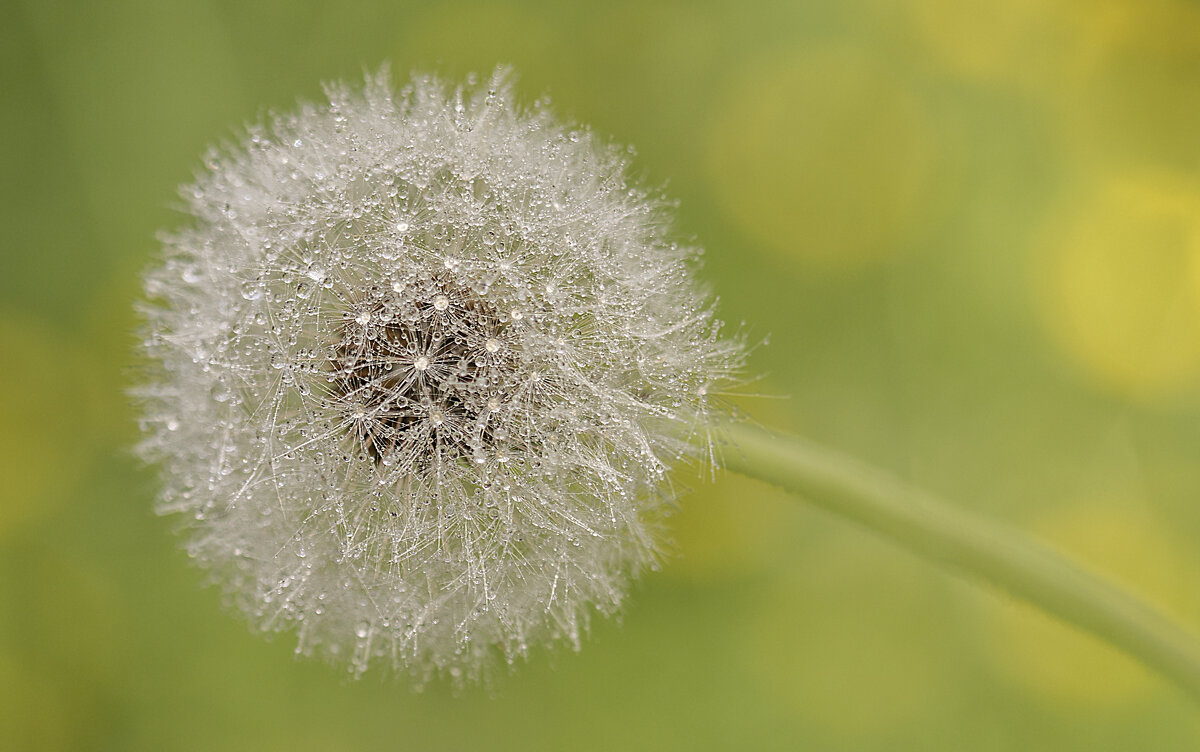 Одуванчик - Андрей Пристяжнюк