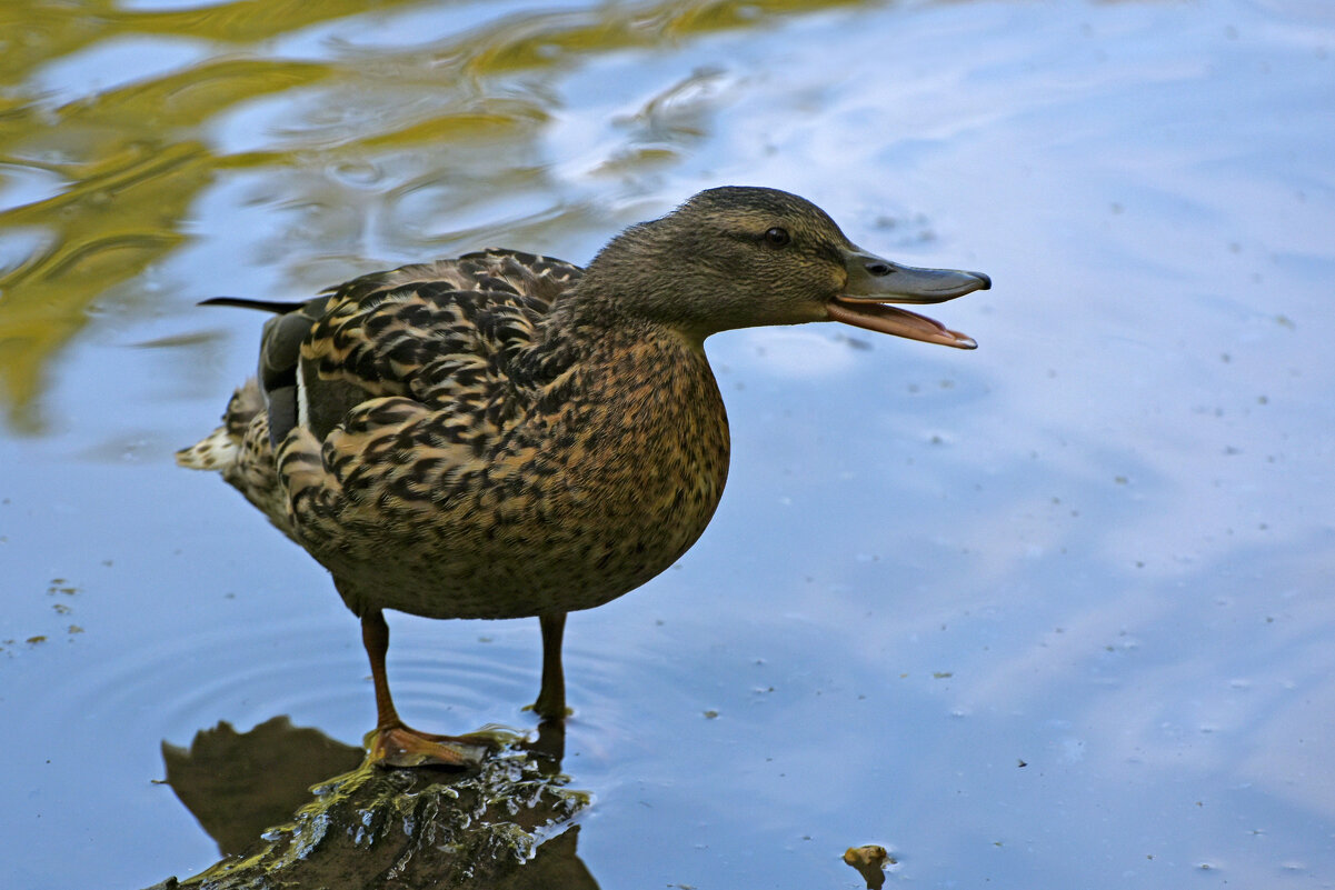 Весна в Ботаническом... Утица. - Наташа *****