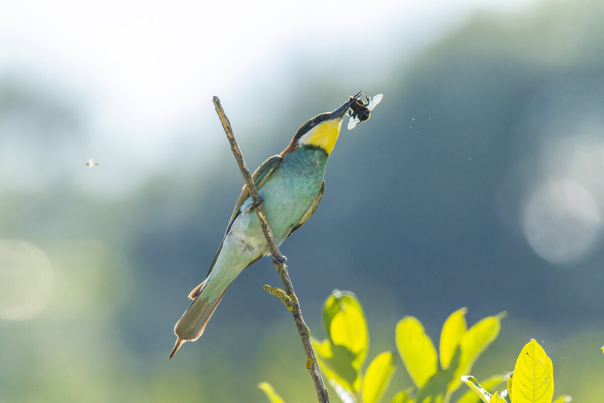 щурки - юрий макаров
