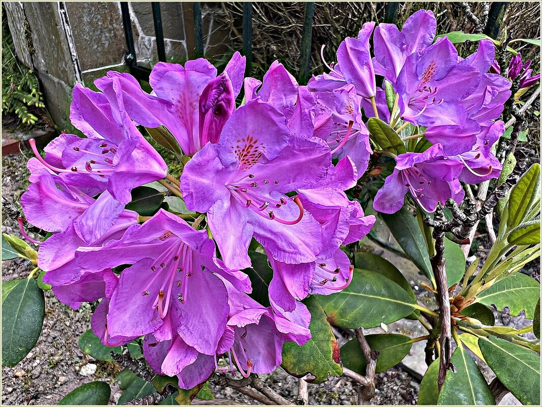 Картинка лета. - Валерия Комова