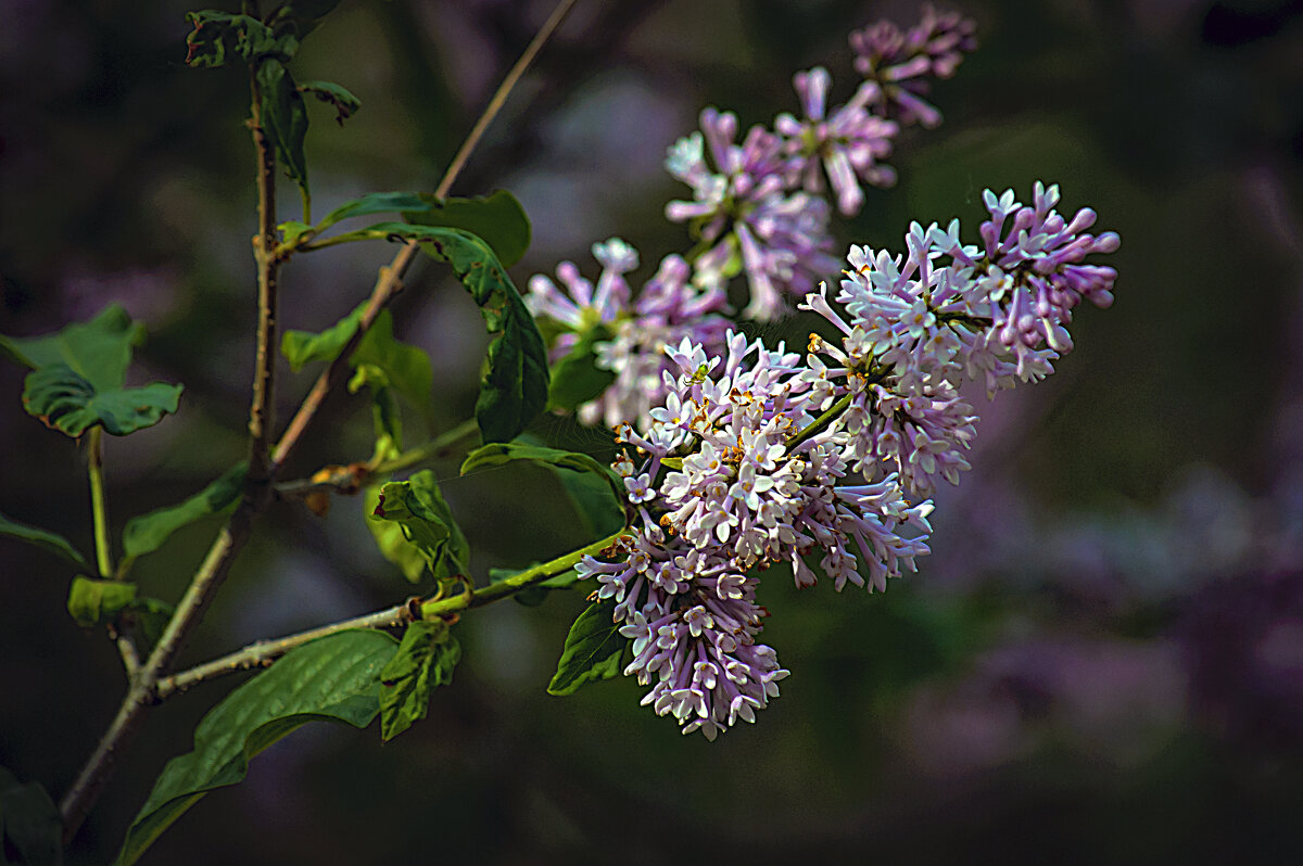 Сирень - Владимир Кроливец