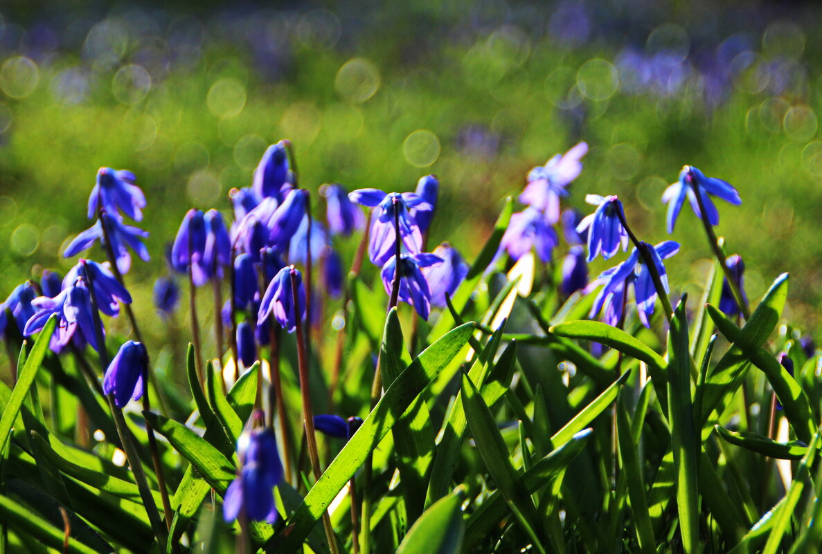 Вспоминая весенние деньки :) - Татьян@ Ивановна