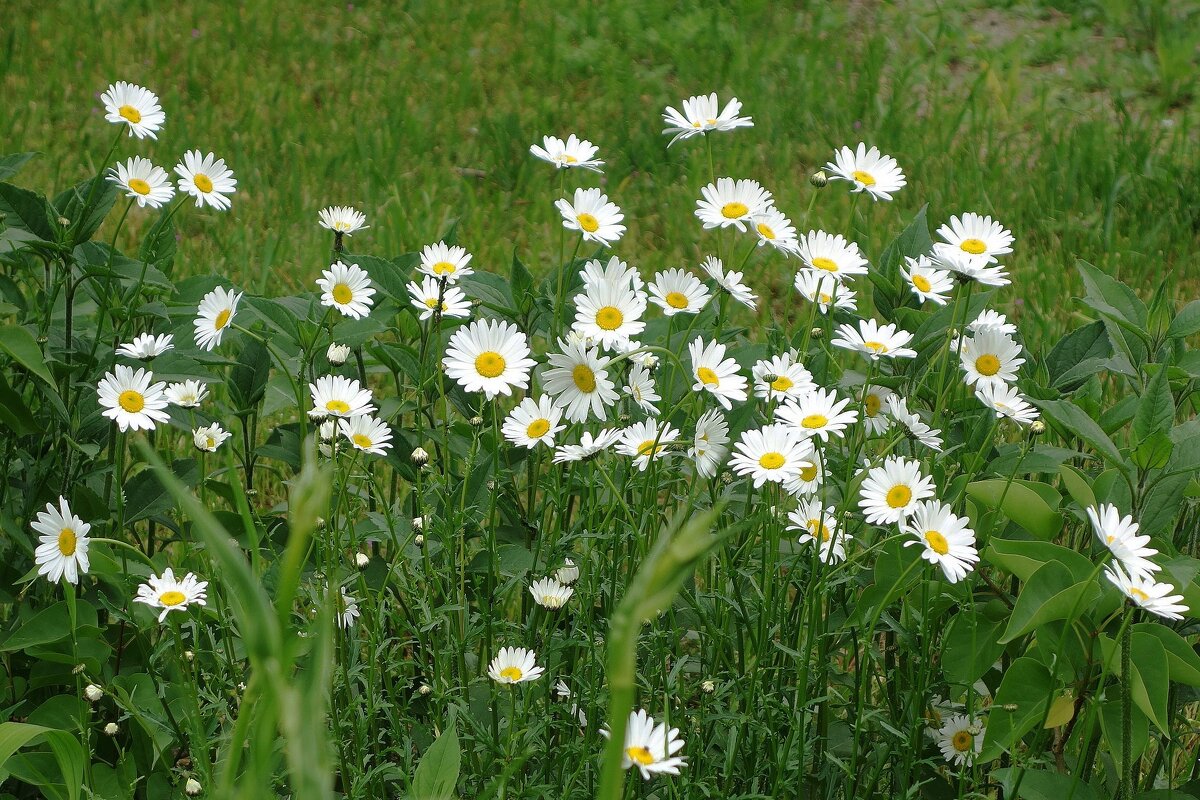 Нивяник обыкновенный - Рита Симонова