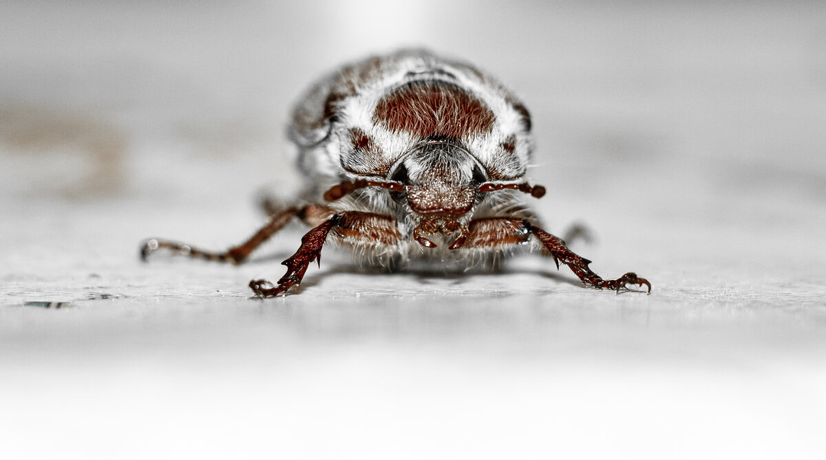 May Bug | 11 - Sergey Sonvar May Bug | 11 - Sergey Sonvar