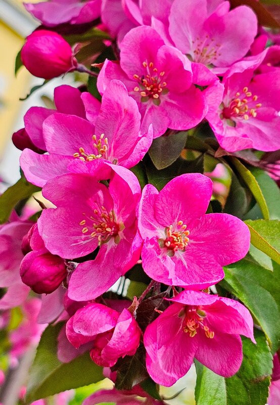 Май цветение - Михаил Свиденцов