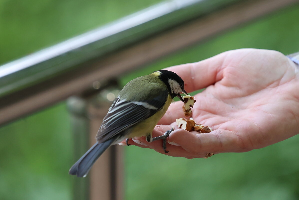 Крупные кусочки у вас... - Александр Кондаков