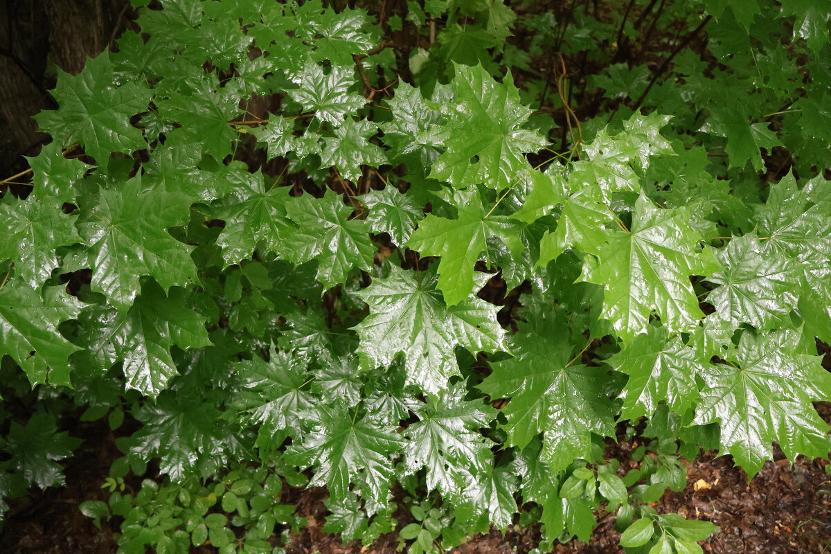 Боровое - Александр Ш