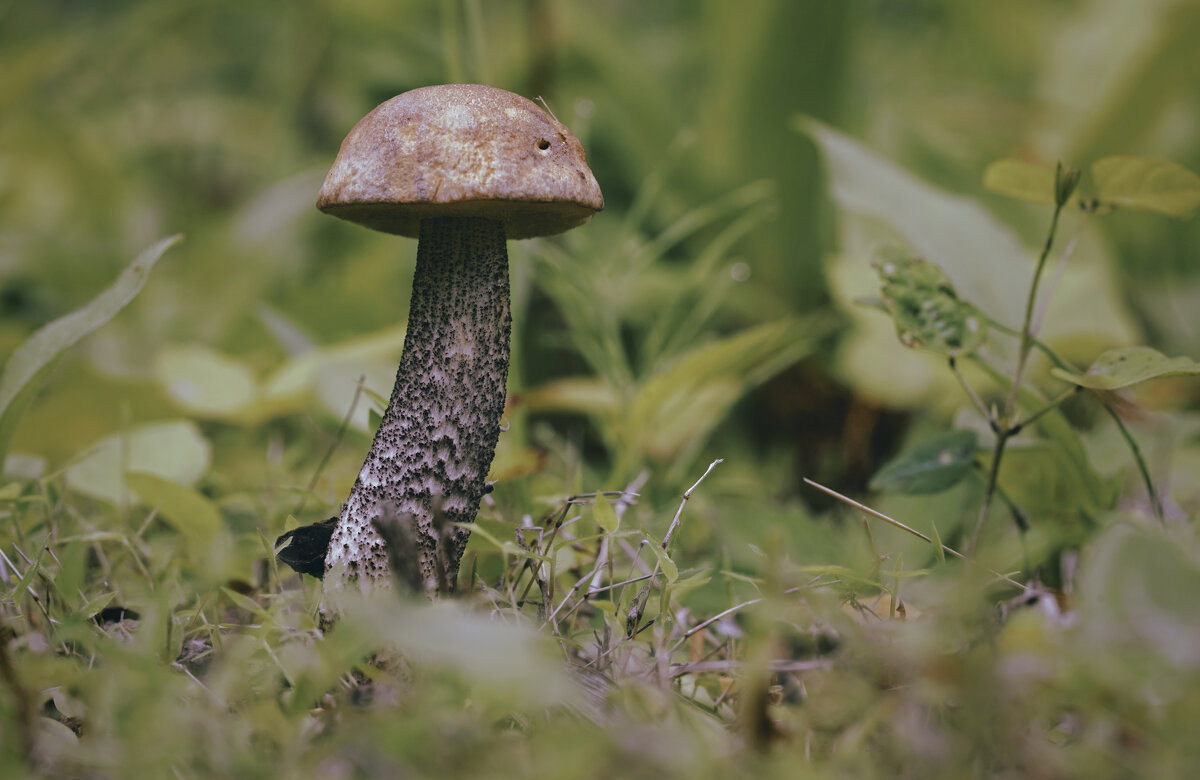 Гриб - Эдуард Куклин Гриб - Эдуард Куклин