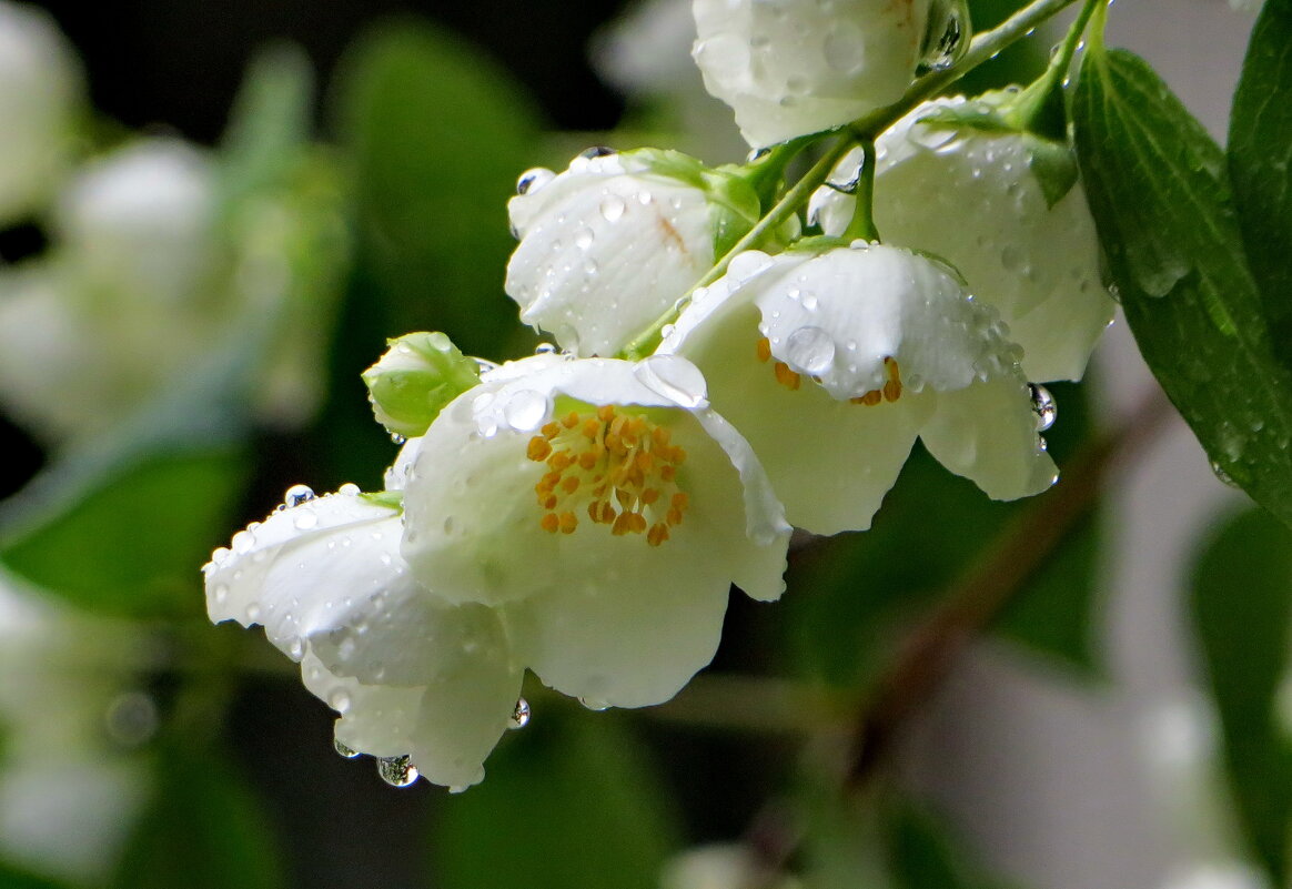 Жасмин под дождем - Александр Чеботарь Жасмин под дождем - Александр Чеботарь