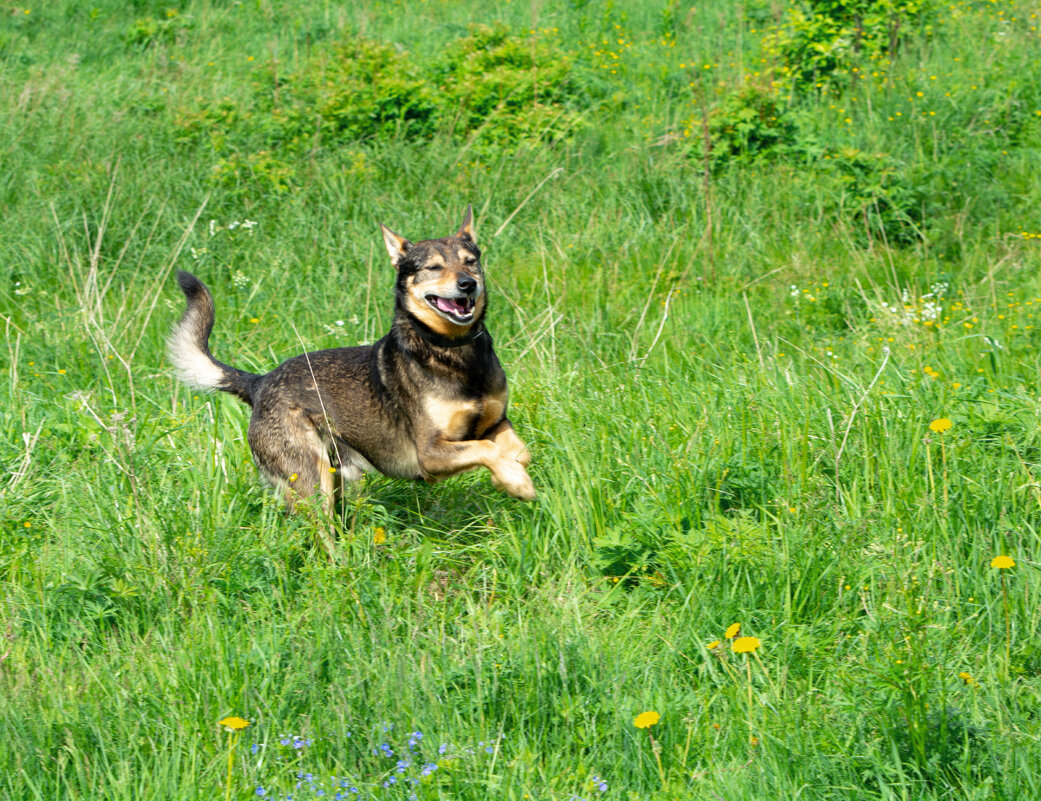Собака улыбака. - Марина Никулина