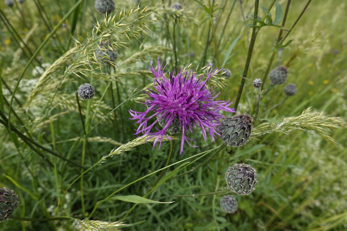Полевые цветы...... - Галина 