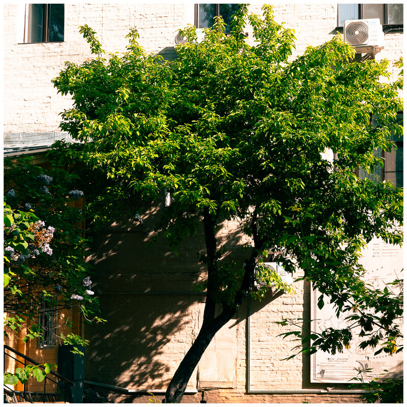 *** - someone somewere