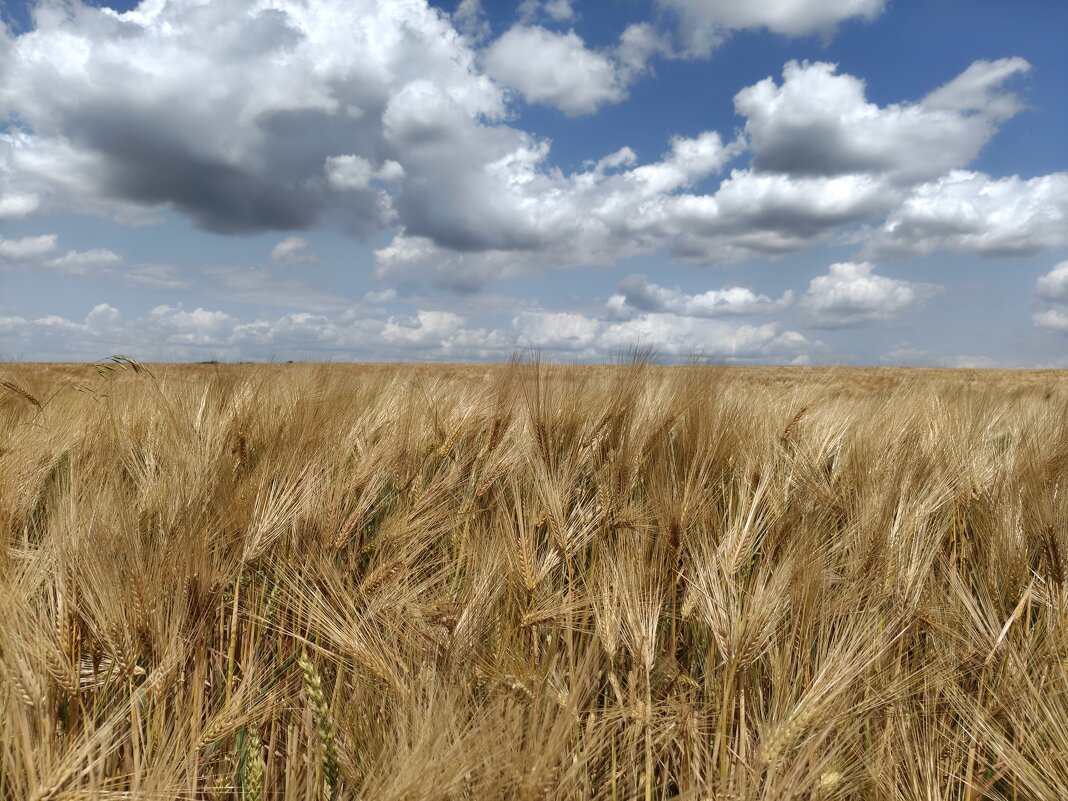 Июнь. Зреют хлеба - Валерий Ткаченко
