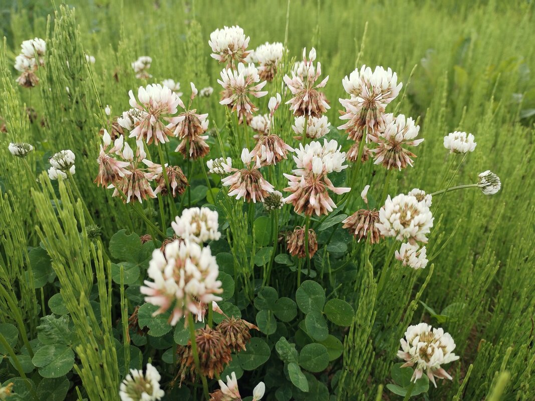 Клеверок - Юлия 