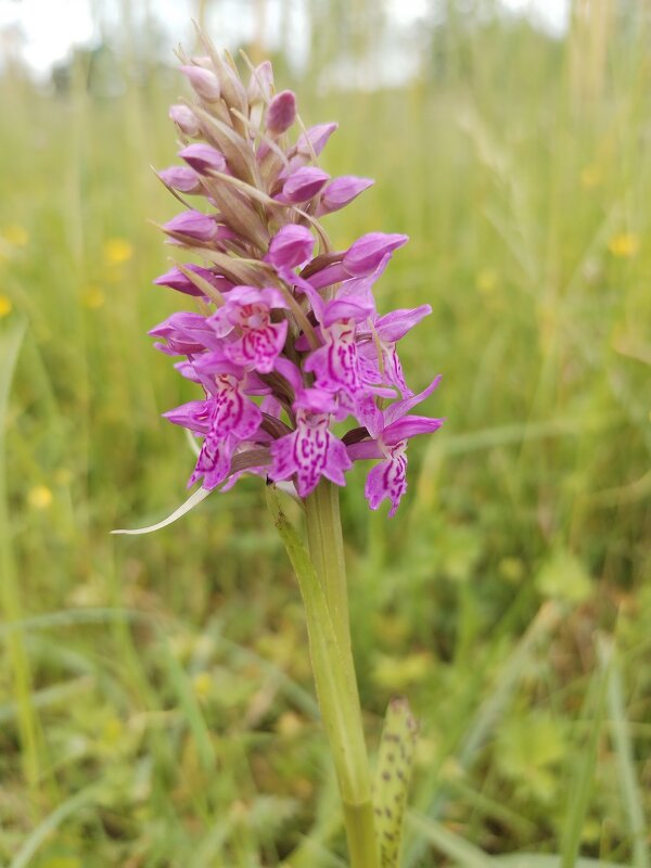 Розовый тигрёнок - Юлия 