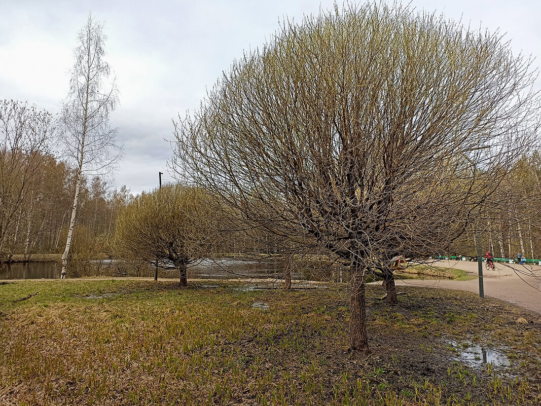 Парк Сосновка. Пейзаж. - Лилия *