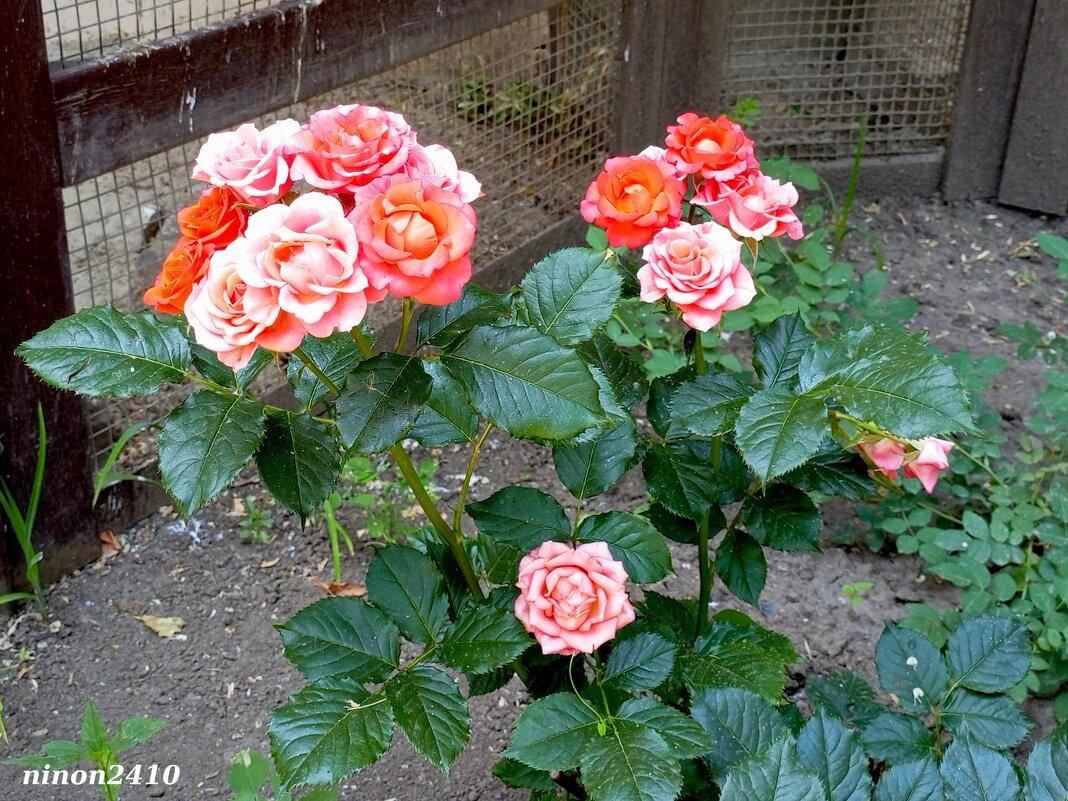 Разноцветье лета - Нина Бутко